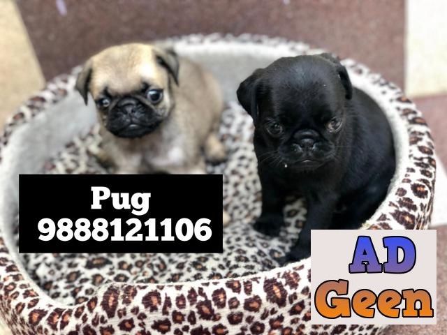 used Pug puppy buy and sale in jalandhar city pet shop 9888121106 for sale 